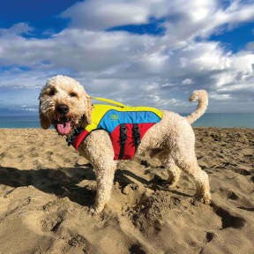 Spinlock Fido Flotation Lifejacket for Dogs