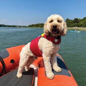 Spinlock Fido Flotation Lifejacket for Dogs